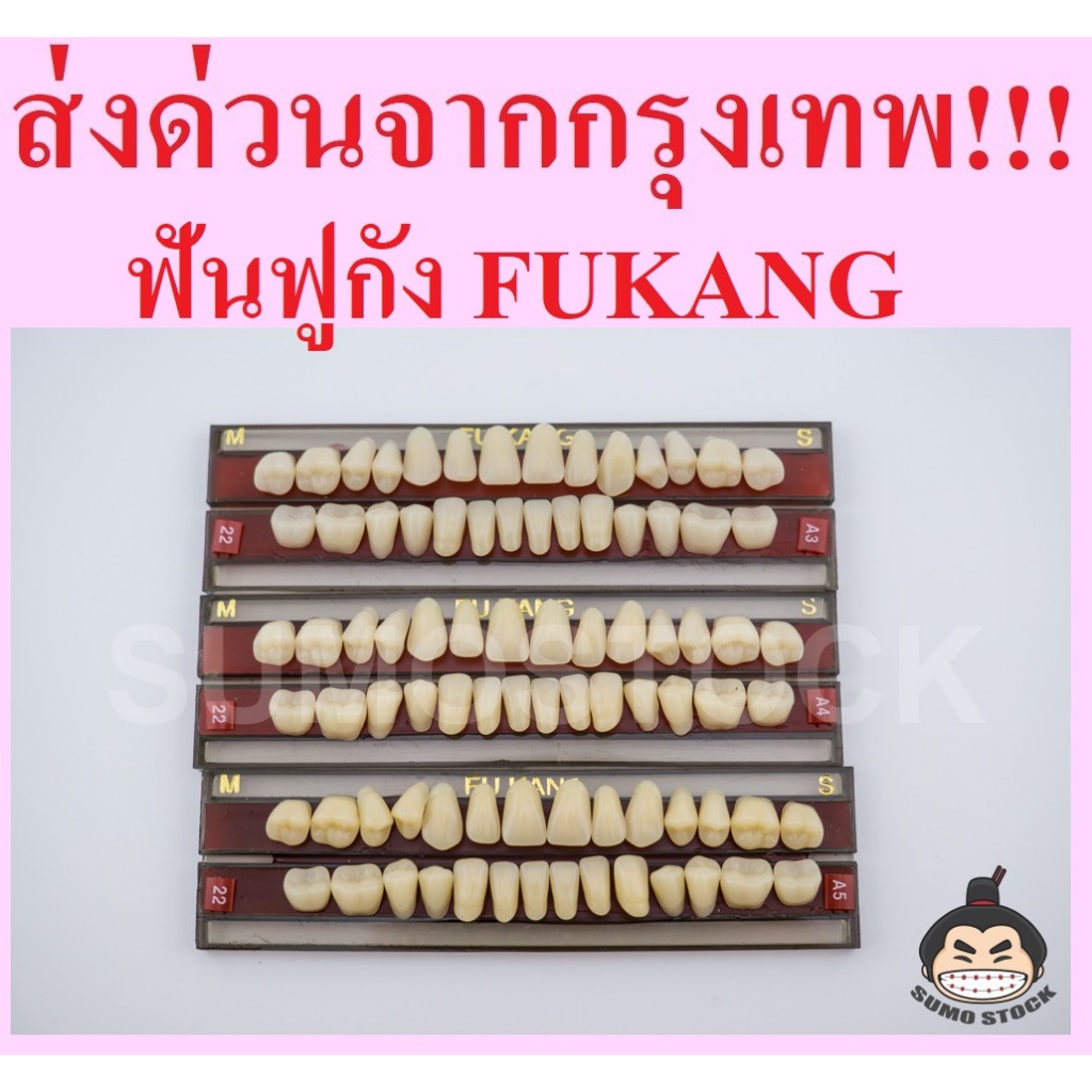 โมเดล FUKANG ฟูกัง หน้า กราม ขนาดมาตรฐานคนไทย สำหรับงานศิลปะ สำหรับปั้นหุ่นขี้ผึ้ง