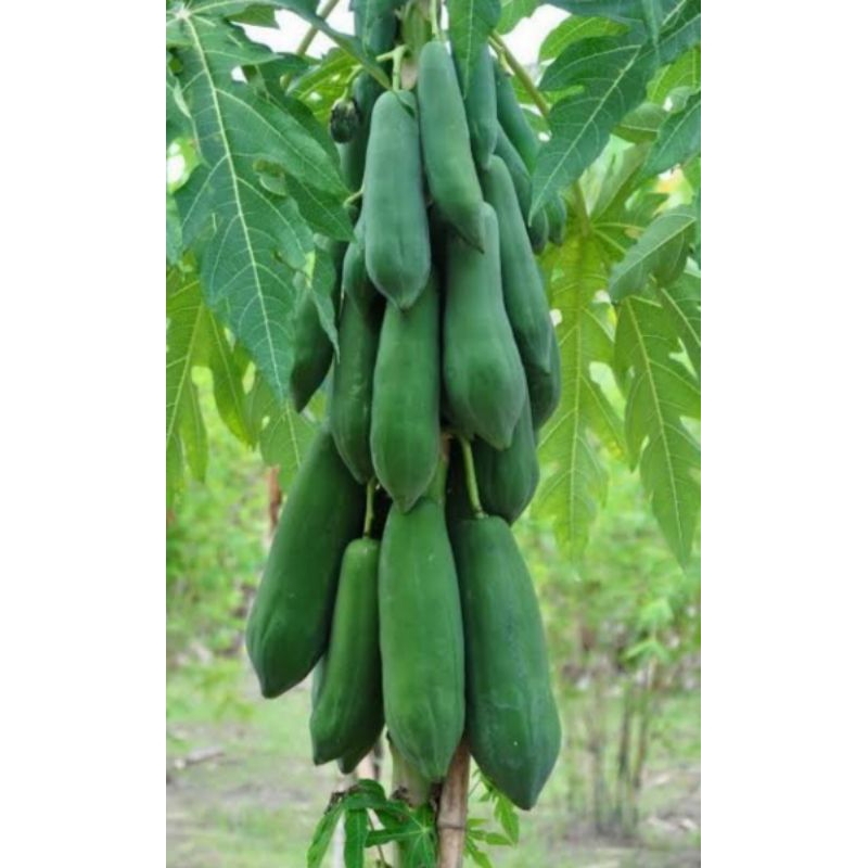 ต้นพันธุ์มะละกอ แขกนวล คัดเกรดสวยๆทุกต้นพร้อมส่ง ซื้อ 3 ต้นแถม 1 ต้นครับ