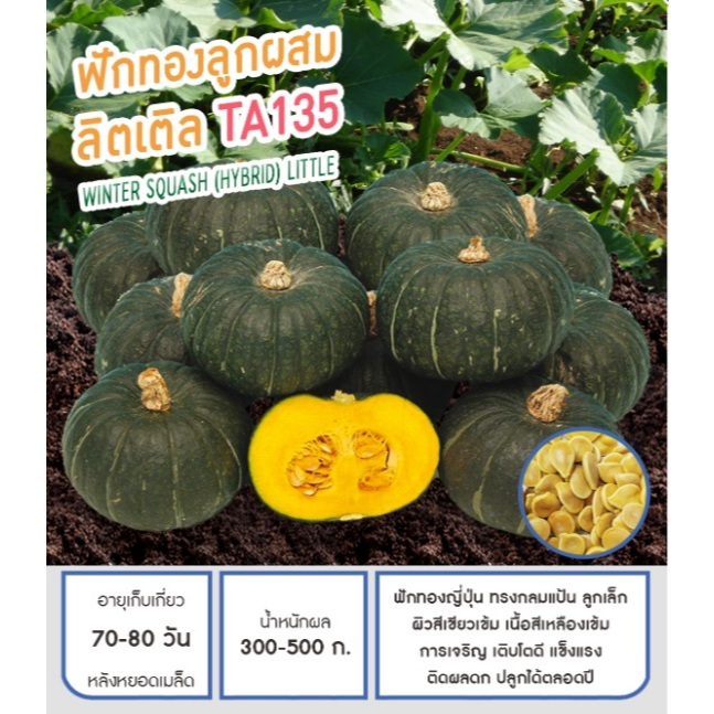 เมล็ดพันธุ์ ฟักทอง ลิตเติล ทีเอ135-Winter Squash Little (pumpkin) ตราดอกแตง เมล็ดพันธุ์คุณภาพ เพื่อนเกษตกร