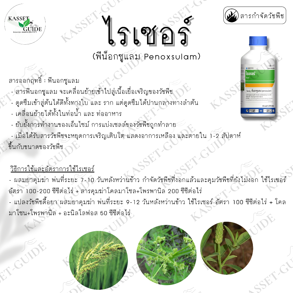 ไรเซอร์ (พีน็อกซูแรม) ใช้หลังวัชพืชงอก คุมฆ่าในนาข้าว กำจัดหญ้าปล้องหิน พุ่มพวง ข้าวนก ราคา ถูกที่สุด ดีลบีเคเค แกลเลอรีภาพที่ 2