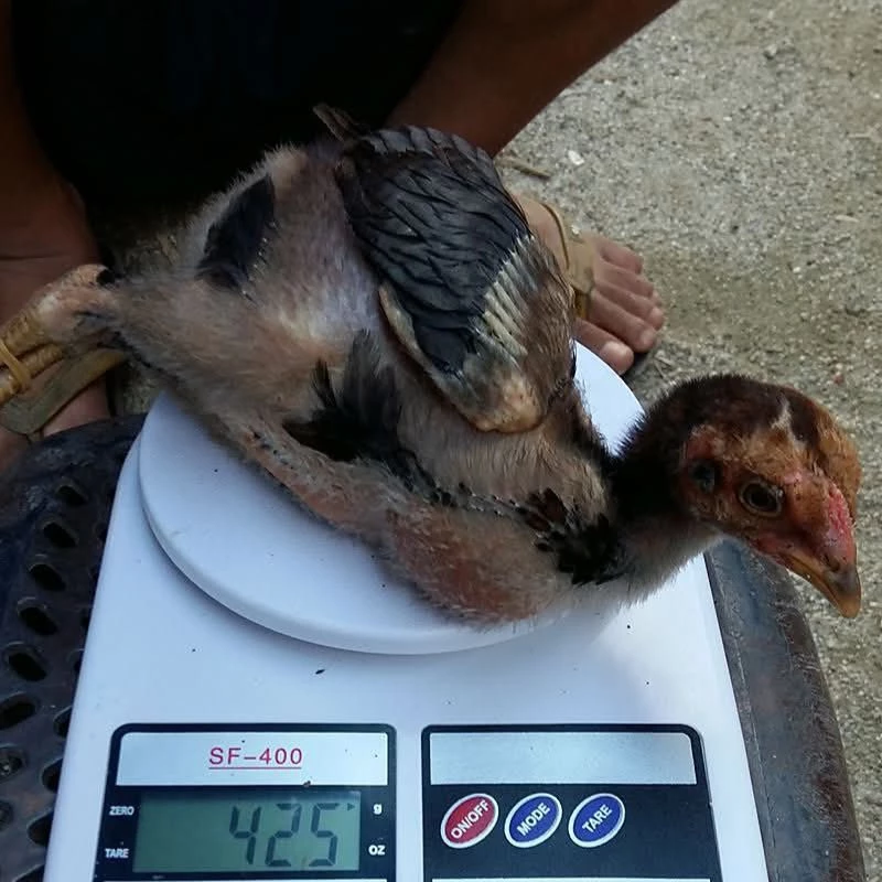 อาหารลูกไก่สูตรพิเศษสำหรับลูกไก่ชนโปรตีน 23% น้ำหนัก 1 กิโลกรัม 📌สินค้ามีจำนวนจำกัด thumbnail 6