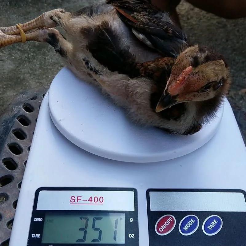 อาหารลูกไก่สูตรพิเศษสำหรับลูกไก่ชนโปรตีน 23% น้ำหนัก 1 กิโลกรัม 📌สินค้ามีจำนวนจำกัด thumbnail 8