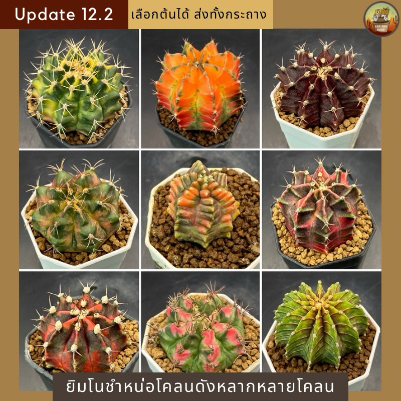 [ Update 12.2 ] ยิมโนด่างชำหน่อโคลนดังคัดสวยๆทุกต้น ส่งทั้งกระถาง ราคาเบาๆ ไม้แข็งแรง cactus