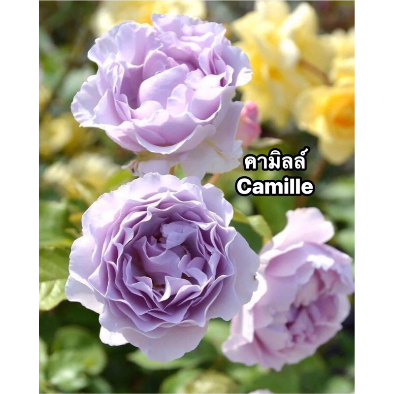 กุหลาบเลื้อย-คามิลล์ ”Camille“  สีม่วง เลี้ยงง่าย
