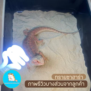 ทรายซาฮาร่า ทรายรองกรงหนู ทรายอาบน้ำหนู ของแท้100% ใช้แล้วขนสวยมาก - Sahara Sand / ทรายแฟตเทล / ทรายแฮมเตอร์ /