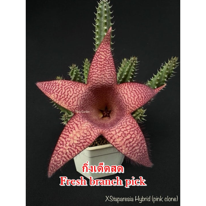 เก๋งจีน XStaparesia Hybrid (pink clone) *กิ่งเด็ดสด* แคคตัส ไม้อวบน้ำ Cactus and Succulent