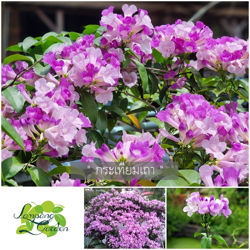 👑ต้น กระเทียมเถา(Garlic Vine) กาลิคไวน์ กระถาง 4 นิ้ว ไม้เลื้อย ไม้แดด ไม้จัดสวน ไม้รั้ว👑