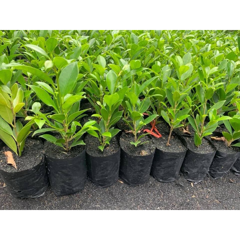 ต้นไทรเกาหลี ไทรเกาหลี (ชุดละ10 ต้น) ขนาด 10-25 ซม ต้นไทร ตรงปก