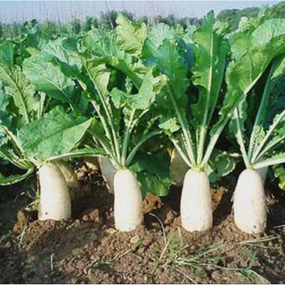 เมล็ดพันธุ์หัวไชเท้าญี่ปุ่น 9บาท 100เมล็ด