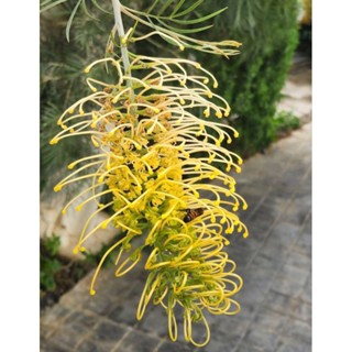 สนเกรวิลเลียสีเหลืองเลื้อยสูง1เมตร🌲