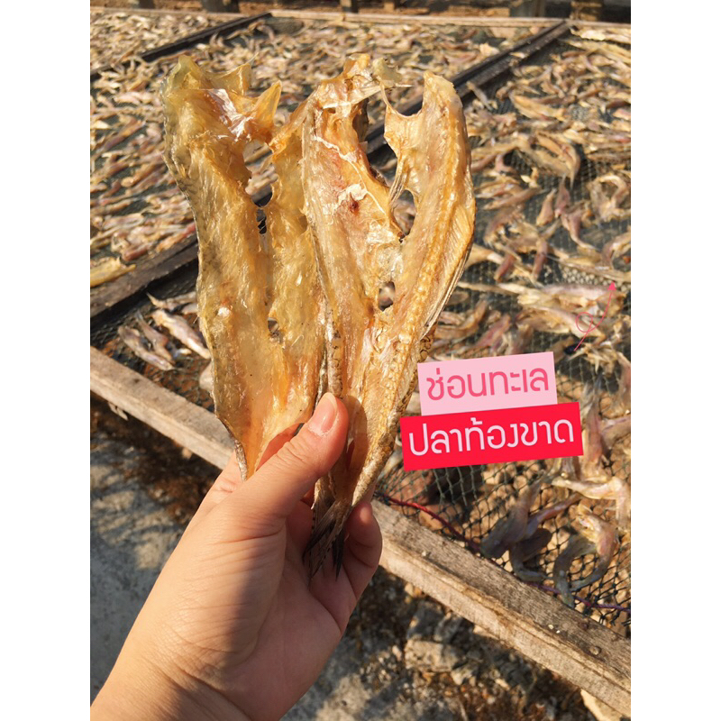 (‼️ช่อนทะเลเกรดไม่สวย‼️)🐟ไซส์เล็ก-กลาง ท้องขาด เค็มน้อย ปลาจิ๊กโก๋ ปลาช่อนทะเล ปลาหัวขาด