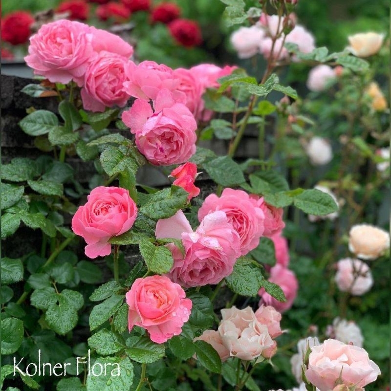 คลอเนอฟลอร่า(Kolnerflora)กุหลาบเยอรมันกึ่งเลื้อยกลิ่มหอมแรง