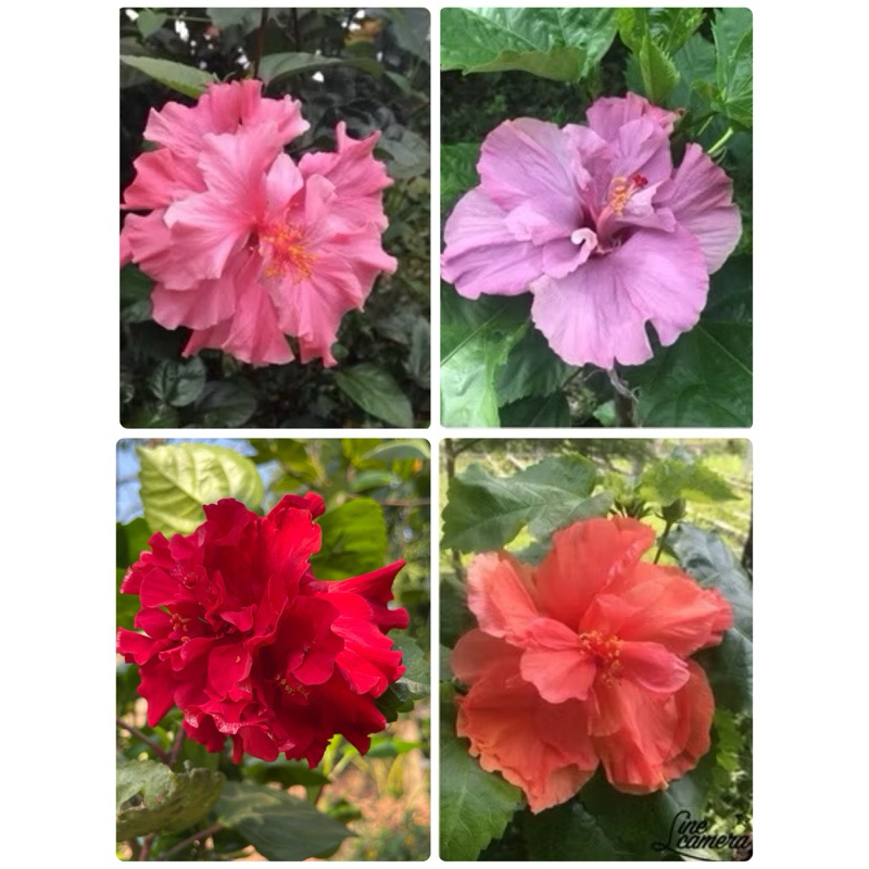 ต้นชบา ชบาซ้อนมี 4 สี ชมพูโอโรสซ้อน, แดงซ้อนฟิลิปปินส์, ม่วงซ้อน, ส้มซ้อน รากเยอะ ต้นแข็งแรง