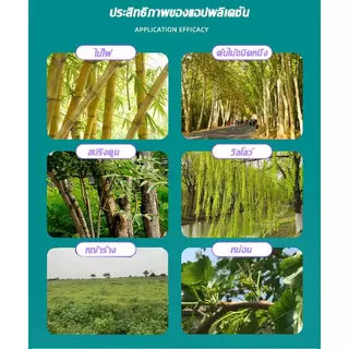 【ซื้อ 3 แถม 1】รากเน่ารากไม่ขึ้นอีก ยาฆ่าไม้ไผ่ สารกำจัดกอไผ่ ผงกำจัดกอไผ่ เฮกซาซิโนน 5% 500g บอกลาการตัดต้นไม้ด้วยตนเอง
