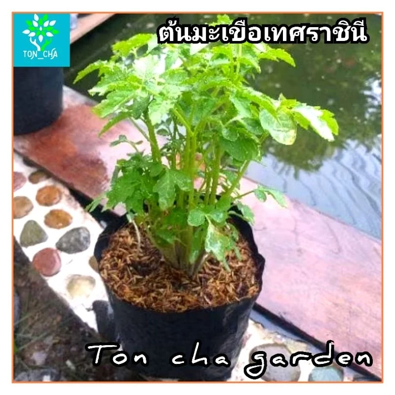 มะเขือเทศราชินี มะเขือเทศสีดา มะเขือเทศลูกท้อ ในถุงเพาะชำ 6 นิ้ว พร้อมปลูก