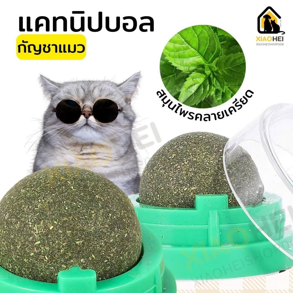 แคทนิป Catnip ลูกบอลกัญชาแมว หมุ่นได้ ติดผนัง ไม่หล่นหาย น้องแมวชอบ สดชื่น ผ่อนคลาย อารมณ์ดี พร้อมส่งในไทย