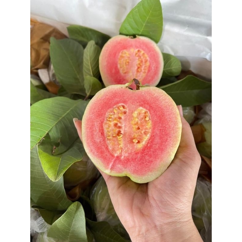 ฝรั่งใส้แดง เฟิ่นหงส์มี่ เกรดAAA สดๆจากสวน ราคาต่อ1กิโลกรัม ประมาณ3-6ลูก