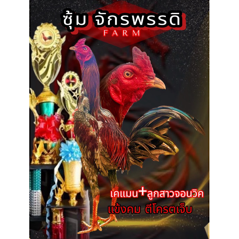 ไข่ไก่ชนพม่า เคแมน + ลูกสาวจอนวิค เเข้งคม ลึก