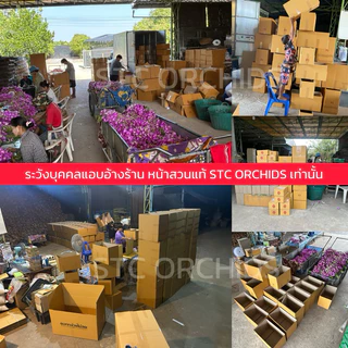 เกรดBกล้วยไม้ตัดช่อสกุลหวายเกรดB ตกแต่งสถานที่/ร้อยมาลัย/คาเฟ่/ร้านอาหาร จำนวน1กิโลกรัม