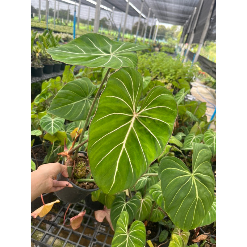 ฟิโลกรอริออซั่มก้านกลม Philodendron Gloriosum