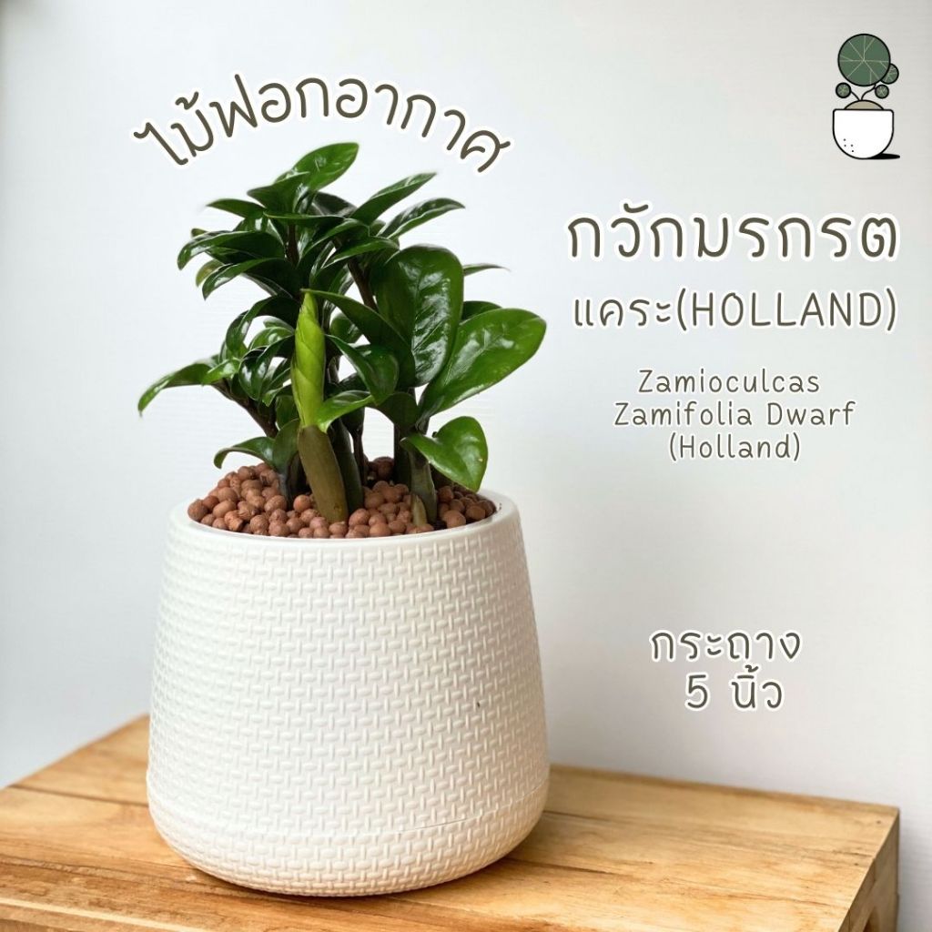 กวักมรกรตแคระ ฮอนแลนด์ Zamioculcas  Zamifolia Dwarf (Holland) ต้นไม้ฟอกอาการ ปลูกในบ้านได้ พร้อมกระถางเบลล่า 5 นิ้ว