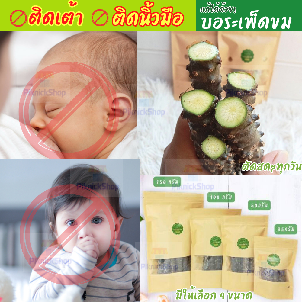 บอระเพ็ดสด สำหรับ หย่านม เลิกเต้า ออร์แกนิก  ปลอดภัย ไร้สาร 100% เลิกดูดนิ้วมือ เลิกกัดของเล่น