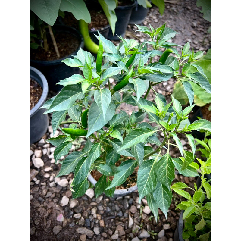 Thai Red Chili ต้นพริกแดง พริกแดงจินดา Small Red Chili  Thai Hot Chili  ผักสวนครัวพร้อมปลูก Thai Hot Chili 🌶️ Organic 💯 - รูปที่ 6