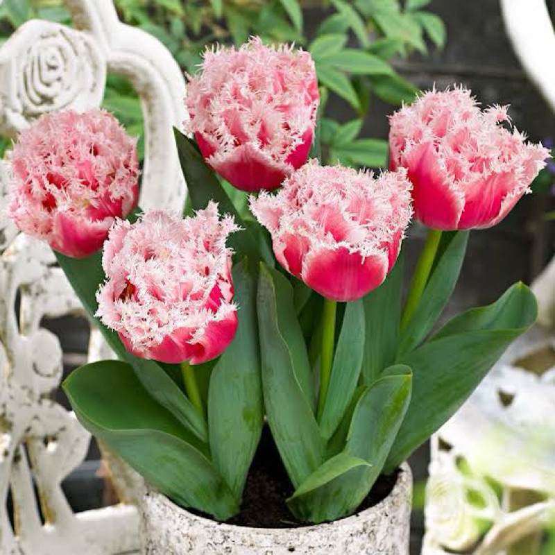 Double Rose Tulips  หัวพันธุ์ทิวลิปดอกซ้อน รำไร-ร่ม