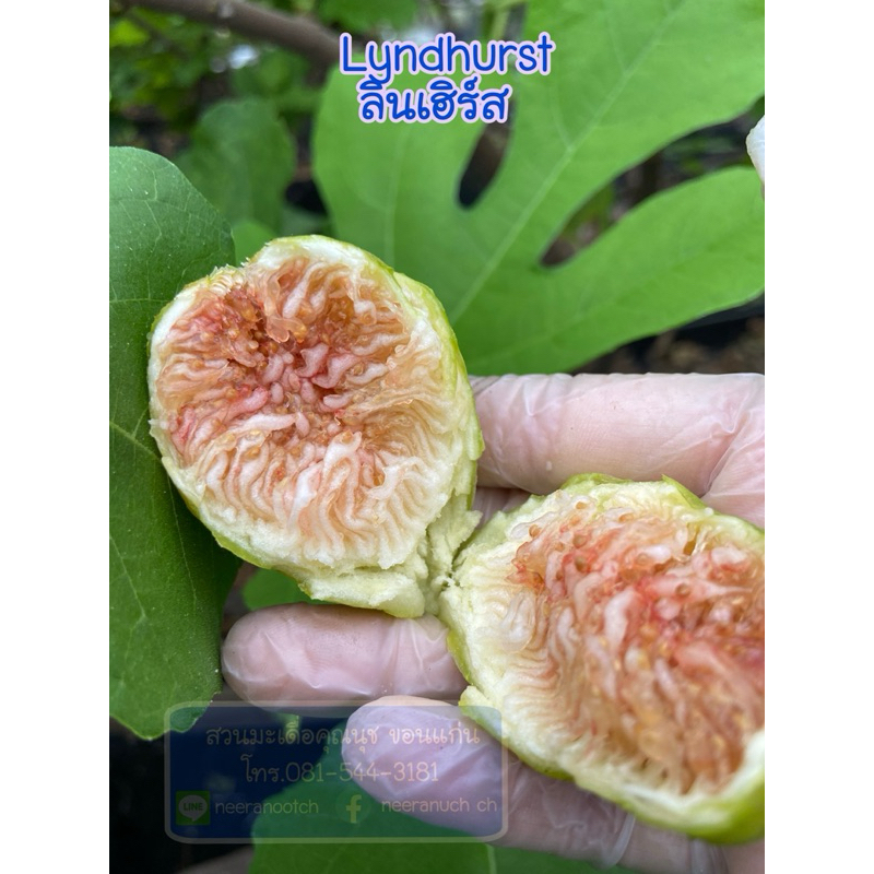 ต้นมะเดื่อฝรั่งลินเฮิร์ส ไวท์ กระถาง12“ ต้นใหญ่ติดผลแล้ว ขอดูรูปต้นจริงได้ค่ะ /lyndhurst white figs tree 12”potted - รูปที่ 4