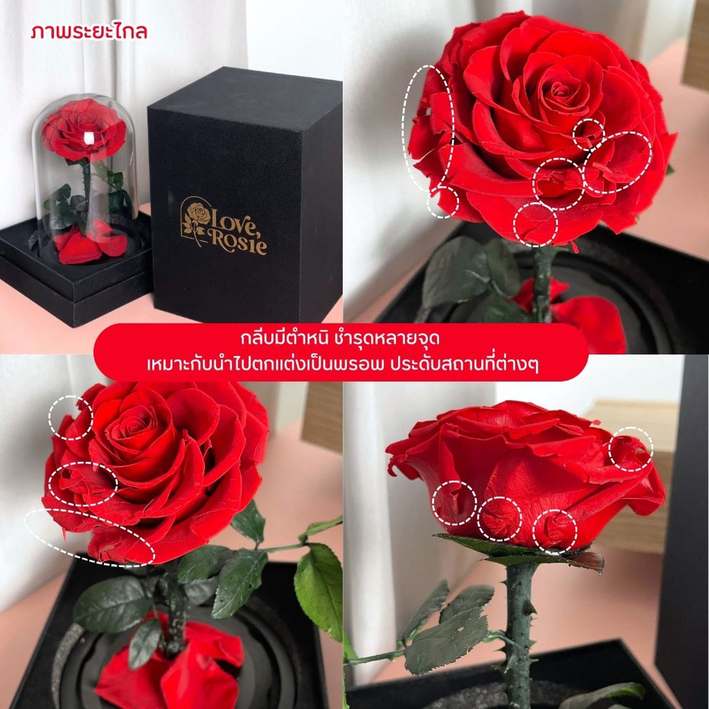 (ส่งด่วน) เคลียร์สต็อค กุหลาบอมตะในโหลแก้ว ลดพิเศษสุดๆ Preserved Rose ทำจากกุหลาบจริง ฟรี กล่องโบว์ถุง ครบเซ็ต - รูปที่ 3