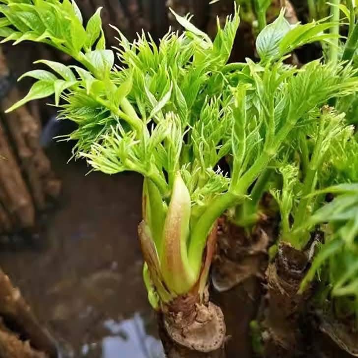 (รับ1ต้น)(แบบล้างราก) ผักหวานป่า ผักหนามเกาหลี 🏡ไม้จีนนำเข้า - รูปที่ 4