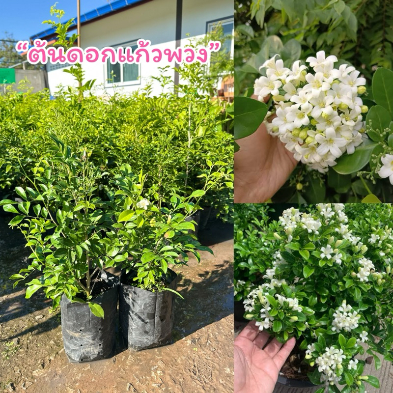 “ต้นดอกแก้วพวง” (1ต้น)