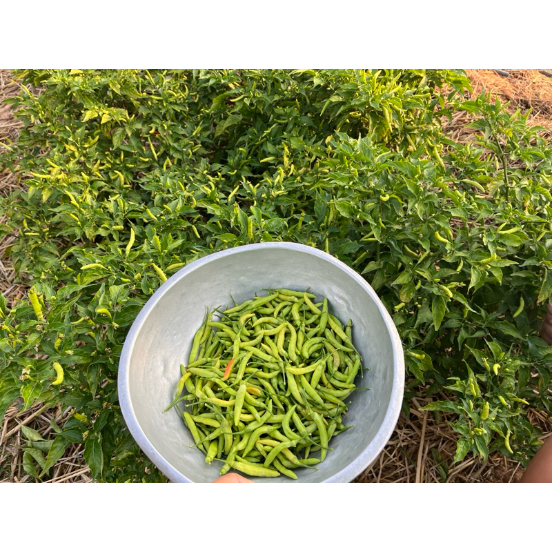 250 กรัม พริกกะเหรี่ยงออร์แกนิค