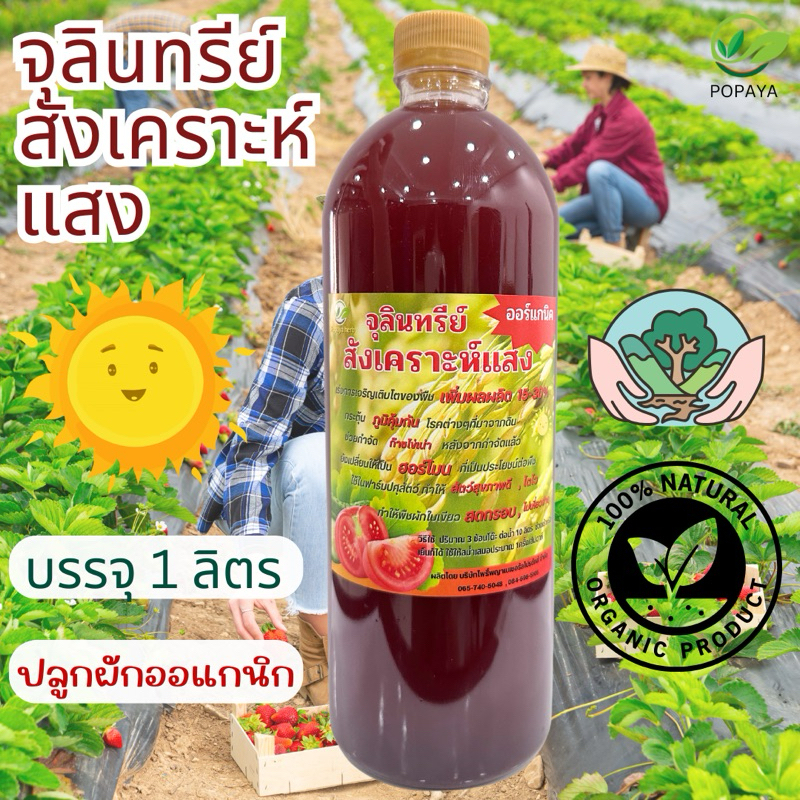 จุลินทรีย์สังเคราะห์แสง 1ลิตร ลูกดก ใบสวย บ่ม3เดือน