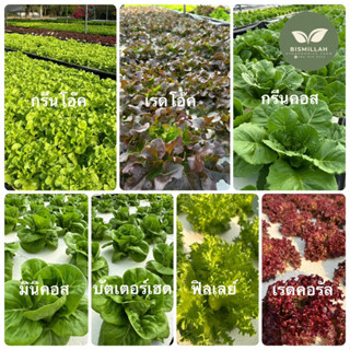 ผักสลัด จัดส่งทุกวัน ผักไฮโดรโปนิกส์ 500 g , 1 kg กรีนโอ๊ค เ…