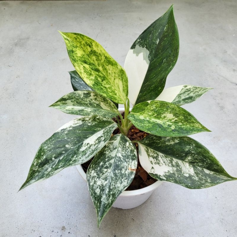 Aglaonema Sp. "Siam Jade" Variegated อโกลนีมา หยกสยามด่าง ไม้ด่าง ไม้สะสม จัดส่งพร้อมกระถาง