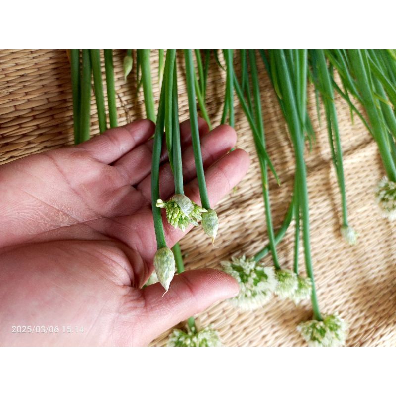 👉 หอมทานดอก(ต้นพันธุ์)🌻 หอมแบ่ง🌿 ต้นใหญ่ ไม่ลงหัว(แบ่งปลูกได้ทั้งปี) ส่งเป็นต้นสดพร้อมปลูก ทานได้ทั้งดอก+ใบ - รูปที่ 3