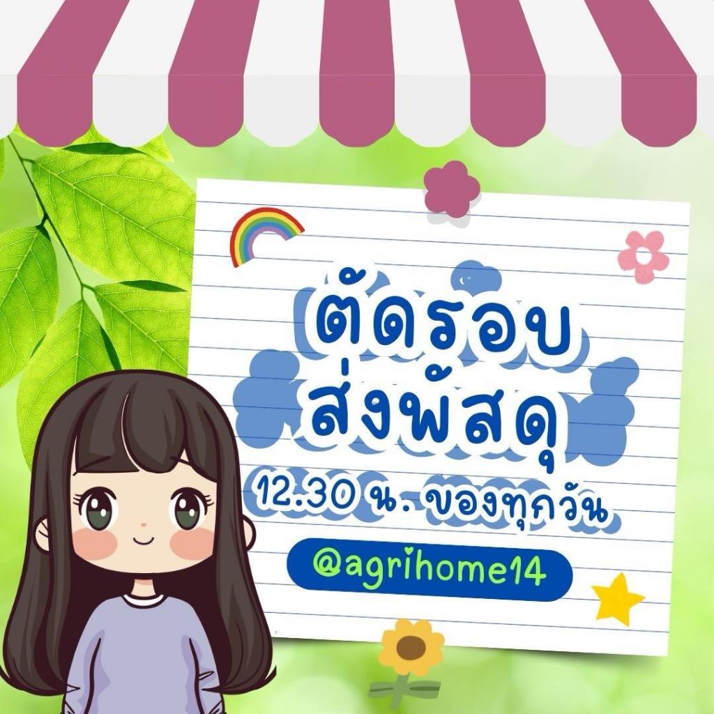 โครเด็กซ์4-24-26 ขนาด 1 ลิตร เร่งดอก กระตุ้นการออกดอก ช่วยให้ดอกสมบูรณ์ เพิ่มความหวาน ช่วยในการออกดอกนอกฤดู. - รูปที่ 4