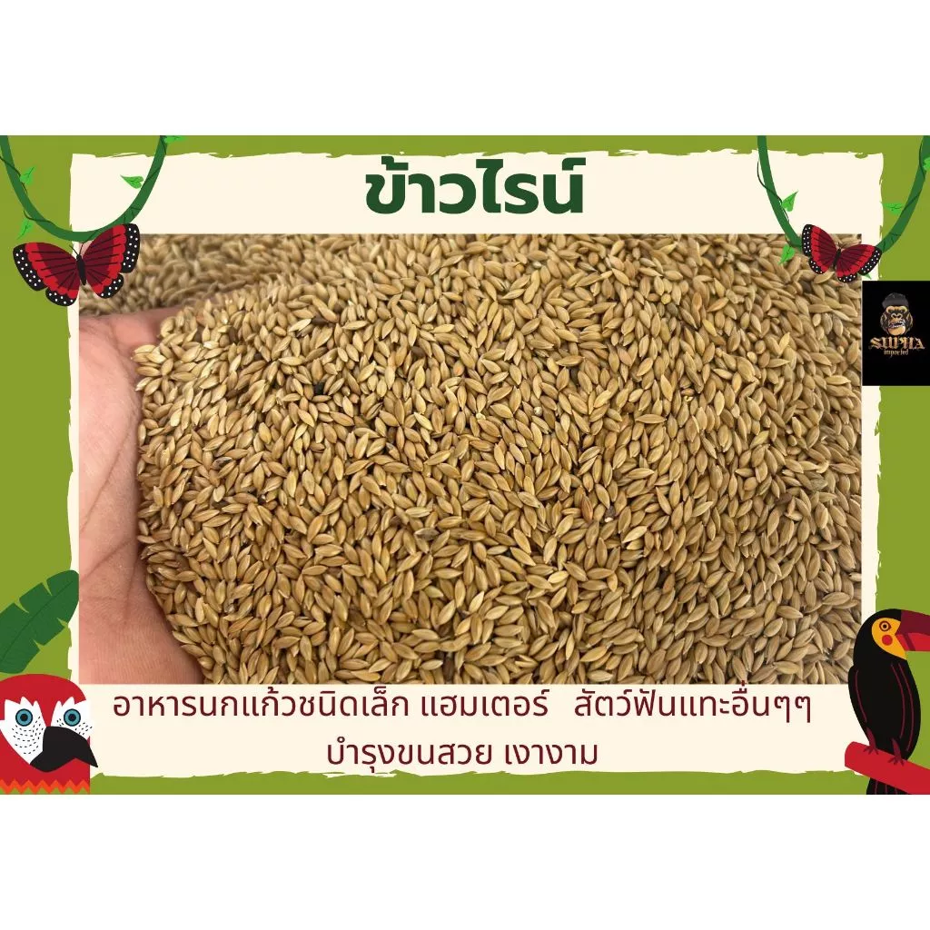 ข้าวไรน์ (แบ่งขาย250-1kG.) อาหารนกแก้ว แฮมเตอร์ และสัตว์ฟันแทะอื่นๆ
