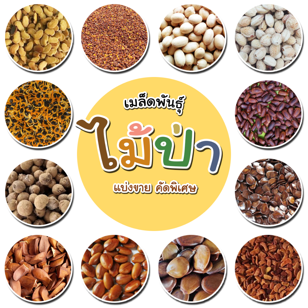 [ติดตามลด 20%] เมล็ดพันธุ์ไม้ป่า ไม้มงคล แบ่งขาย เหมาะสำหรับทดลองปลูกหรือสวนขนาดเล็ก