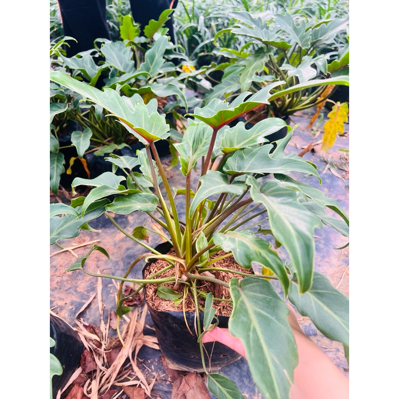🌱 ซานาดู  Philodendron Xanadu🌱ส่งแบบถุง