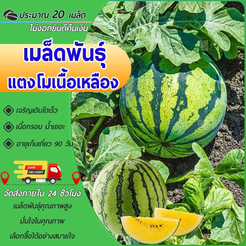 แตงโมเหลือง แตงโมสีเหลือง 20 เมล็ด งอกง่าย โตไว ลูกดก ทานอร่อย