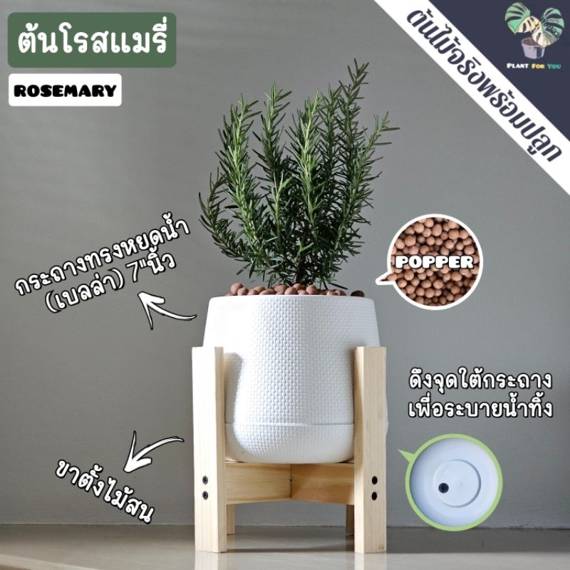 ต้นโรสแมรี่ Salvia rosmarinus พร้อมกระถาง+เม็ดPopper+ขาตั้งไม้สน