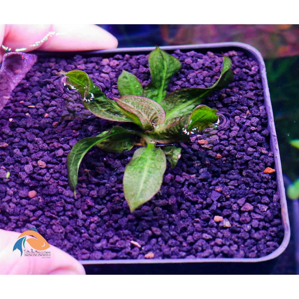 Echinodorus parviflorus tropica