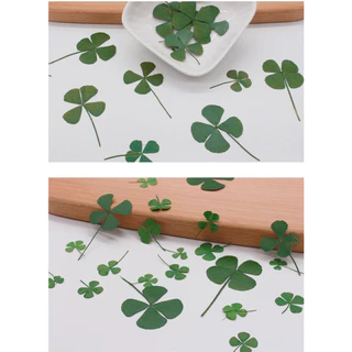 🍀🍀🍀【ชุดDIYใบโคลเวอร์4แฉก】บไม้แห้ง 12ชิ้น งานฝีมือ ตกแต่ง ของขวัญมงคลเสริมโชค