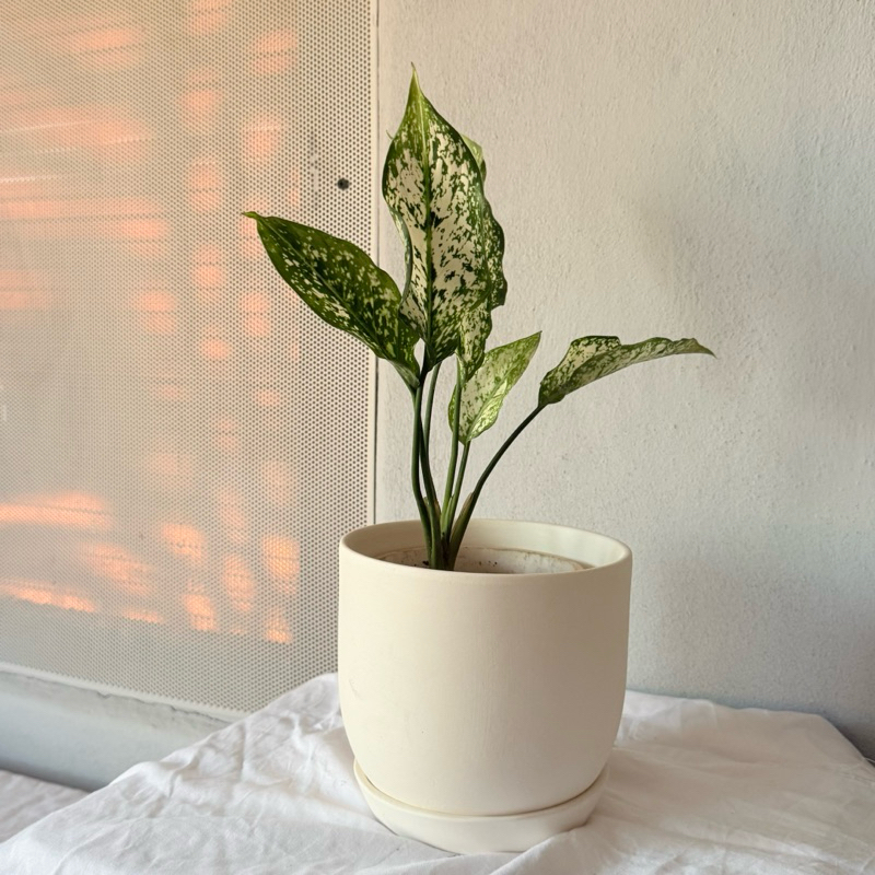 กระถางดินเผา 6 นิ้ว มินิมอลทรงตัว D พร้อมจานรอง