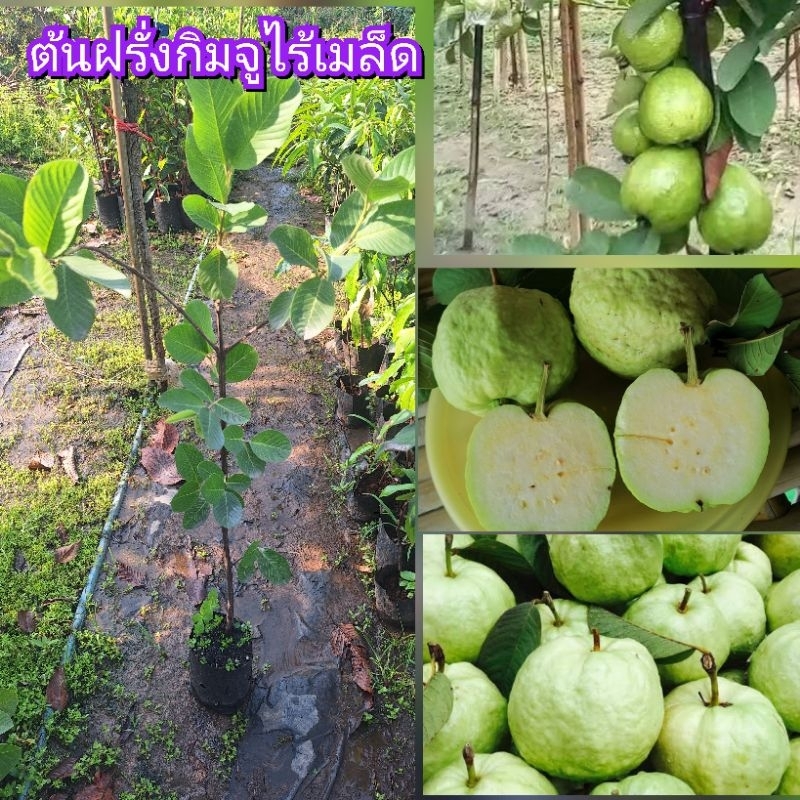ฝรั่งกิมจูไร้เมล็ด (กิ่งตอน) เปลือกบาง รสชาติหวาน กรอบอร่อย