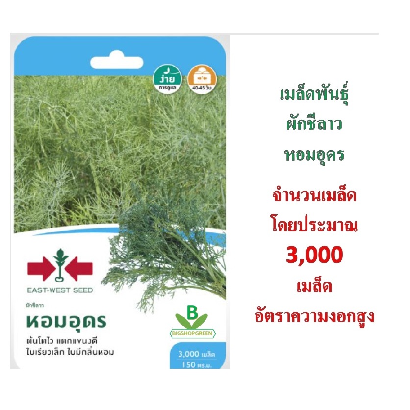 5 ฟรี 1  คละได้ ทั้งร้าน เมล็ดพันธุ์ ผักชีลาว หอมอุดร F1 ตราศรแดง จำนวนบรรจุ 3,000 เมล็ดโดยประมาณ