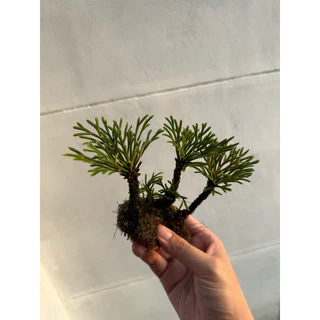 ดอกหินเวียดนาม จัดตู้ระบบชื้น ระบบปิด Terrarium Selaginella tamariscina
