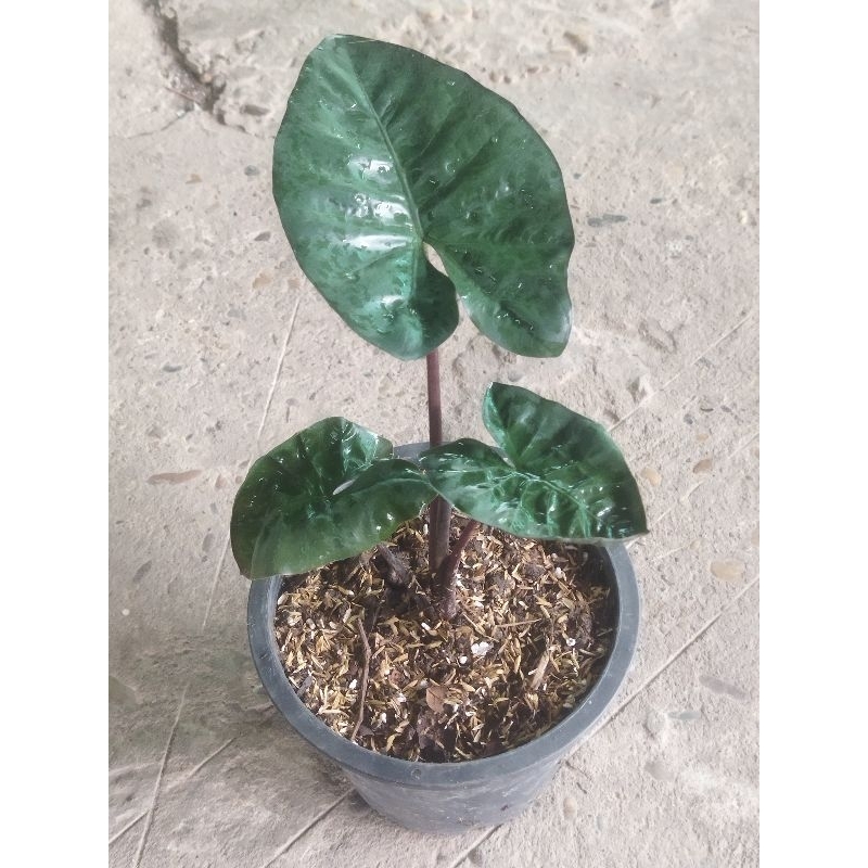 อโลคาเซียยูคาตันปริ้นเซส alocasia sarawakansis 'yucatan princess